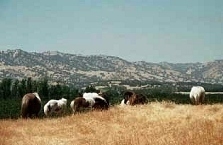 horses